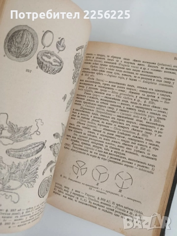 Ръководство по обща ботаника 1898г, снимка 9 - Специализирана литература - 55840243