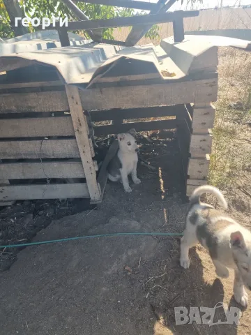 Западно сибирска Лайка, снимка 10 - Други - 55939744