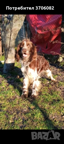 Шпрингера се продава на 1 година мъжко има интерес към гъбата 