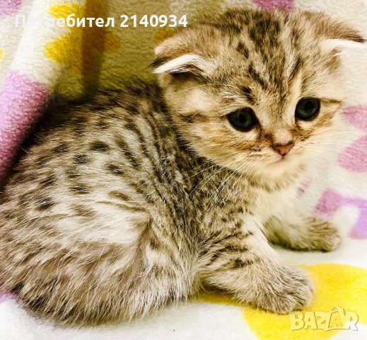 Шотландско клепоухо. Златна чинчила, момче, снимка 3 - Чинчили - 52997312