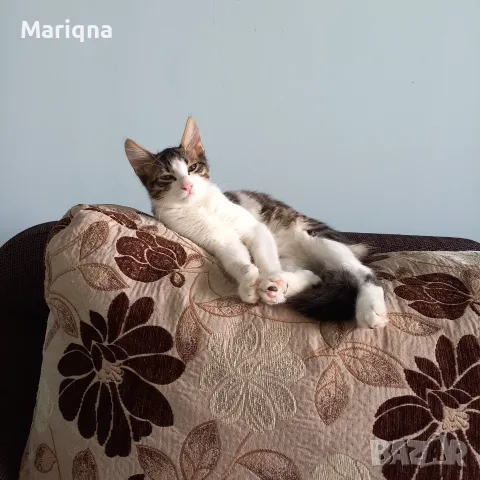 Подарявам мъжко котенце, снимка 10 - Други - 55825234