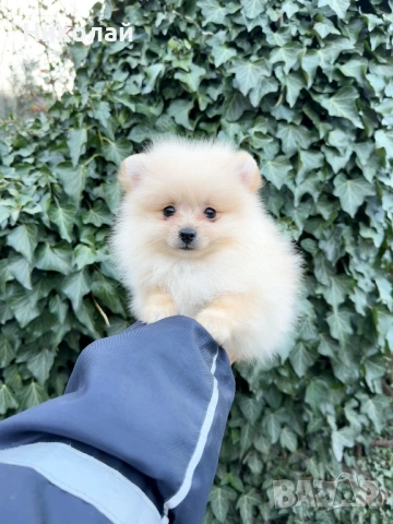 Померан мини момче със втора ваксина