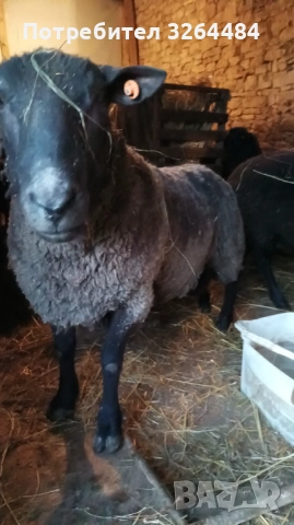 Продавам коч Мутон Шароле