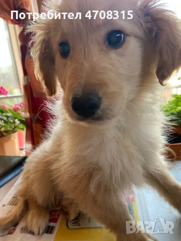 Голдън ретривър  момченце 2 ваксини, снимка 6 - Голдън ретривър - 53689470