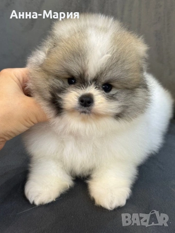Мини померан, снимка 2 - Померан - 53635960