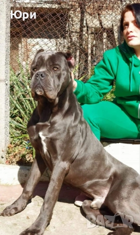 Кане корсо , снимка 7 - Кане корсо - 52796290