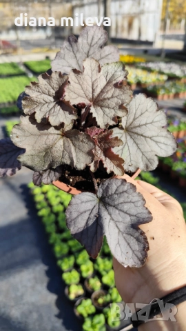 Хойхера „Сребърна боровинка“, Heuchera Silverberry, студоустойчива, за сянка, снимка 6 - Градински цветя и растения - 52516287