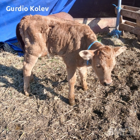 Две женски , снимка 2 - Крави - 53753279