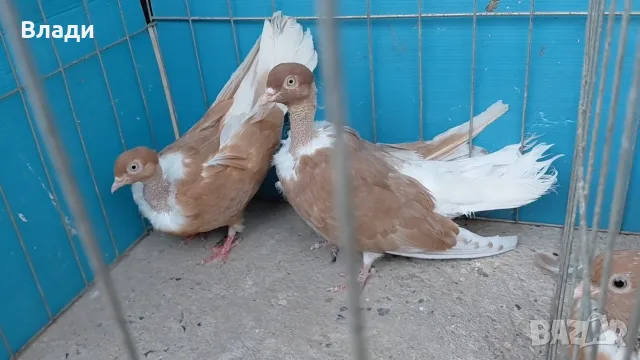 Румънски голошийки, снимка 3 - Гълъби - 56120491