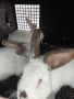 Продавам зайци , снимка 3