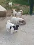 Джак ръсел териер, снимка 4