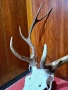 Уникален череп с рога от благороден елен – Колекционерски трофей, снимка 4