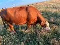 Продавам бременни месодайни кравикръстоски;търся съдружник, снимка 13