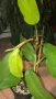 Philodendron Malay Gold , снимка 1