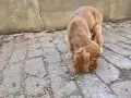 Малко куче Кокер Шпаньол мъжко, снимка 6