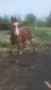 Кон/HORSE......, снимка 1
