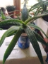 Лечебно Алое Вера и Дървовидно алое, снимка 6