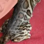 Бенгалска котка, снимка 14