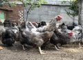 Кокошки КАТУНСКИ (Невероятни), снимка 9