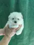 Малък шпиц момче , снимка 2