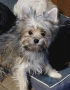 продавам йоркширски териер , снимка 4