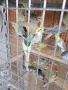 Вълнисти папагали и Корели, снимка 6