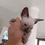 Чистокръвно коте сфинкс, снимка 13