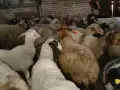 свободни овце, кочове , снимка 3