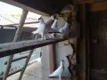 продавам млади гълъби кепета , снимка 9