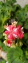 Pelargonium malloca , снимка 1
