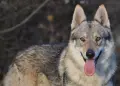 Чехословашки вълчак, снимка 17