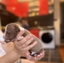 Питбулчета за продажба! 🐾 , снимка 5