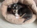 Чихуахуа момиченце гр. Варна, снимка 5