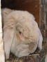 Френски кочовати зайци, снимка 3