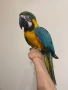 Ръчно хранена Синьо-жълта Ара, снимка 6