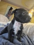 Продавам питбулчета , снимка 3