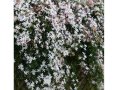 Jasminum officinale (Жасмин), снимка 1 - Градински цветя и растения - 41404645