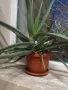 Растение Алое, снимка 1