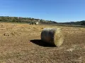 Рулонни бали от люцерна 3 ти откос, снимка 4