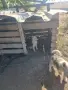 Западно сибирска Лайка, снимка 10