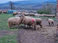 стадо Реплянски овце 