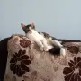Подарявам мъжко котенце, снимка 10