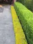 Евонимус Радиканс голд, снимка 1