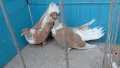 Румънски голошийки, снимка 3