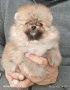 померан, снимка 1