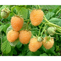 Жълта Малина (Rubus Idaeus Fallgold), снимка 6 - Градински цветя и растения - 44668611