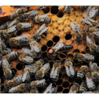 Пчелни отводки, снимка 3 - За пчели - 44826594