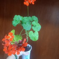 Оранжево мушкато, снимка 2 - Стайни растения - 41532543