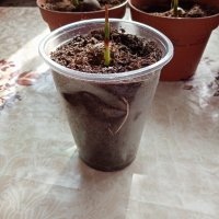 палма юбея чиленсис , снимка 5 - Градински цветя и растения - 44295946