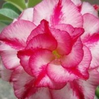 Промоция !!! ПУСТИННА РОЗА Подходящ за Бонсаи, снимка 10 - Градински цветя и растения - 42098973